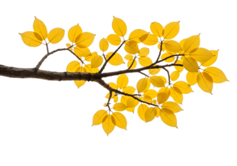 Autumn branch with vibrant yellow leaves isolated on transparent background