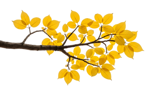 Autumn branch with vibrant yellow leaves isolated on transparent background