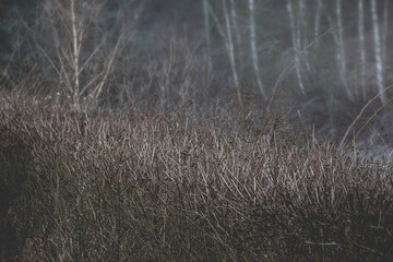 Black Berries in Misty Forest