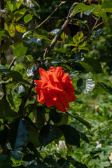 Vibrant orange rose blooms amidst lush green foliage, standing out with its rich color and delicate petals in sunlit garden. Selective focus. Nature concept for design.
