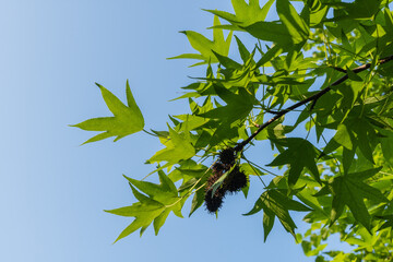 Bright green leaves and spiny spheres of sweetgum (Liquidambar styraciflua) glow in sun against cloudless blue sky. Close-up. Selective focus. Natural design concept.
