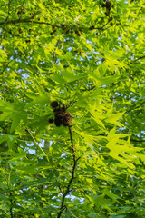 Bright green leaves of the sweet gum (Liquidambar styraciflua) glow in sun against blurred background of garden greenery. Close-up. Selective focus. Nature concept for design.
