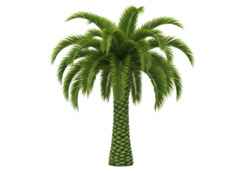 A detailed palm tree isolated on transparent background