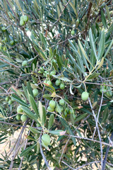 Close up of green olives on tree in Jaen countryside