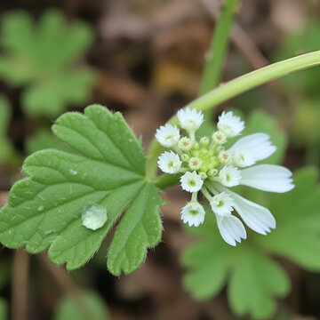 Northern Fleabane (Erigeron strigosus). Leaf Closeup