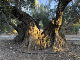 Obraz premium Ancient olive tree with a huge twisted trunk in southern Spain