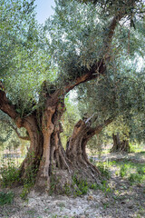 Ancient olive tree with a huge twisted trunk in southern Spain
