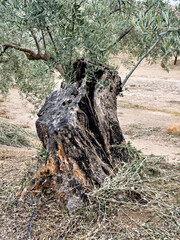 Obraz premium Ancient olive tree with a huge twisted trunk in southern Spain