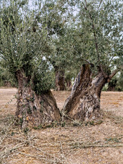 Fototapeta premium Ancient olive tree with a huge twisted trunk in southern Spain