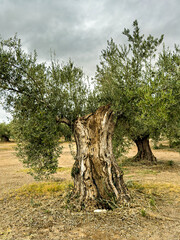 Ancient olive tree with a huge twisted trunk in southern Spain