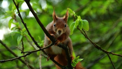 Eichh&ouml;rnchen-11