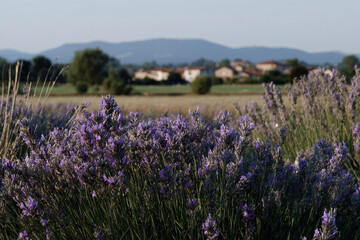 Obraz premium Lavender field Provence France.