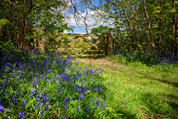 Bluebells by the gate