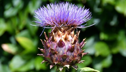 Artischockenbl&uuml;te-2