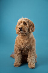 A Labradoodle with curly fur sits and looks forward calmly against a light blue background.
