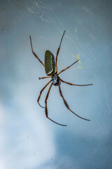 Trichonephila Clavipes