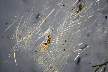 Trichonephila Clavipes