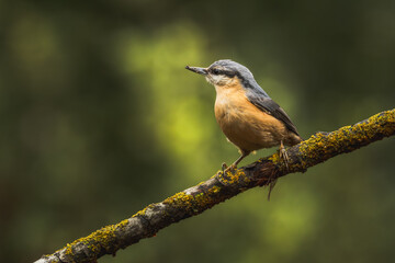 nuthatch on a branch