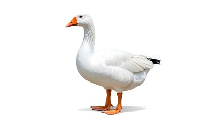 Obraz premium A fully-isolated, side-profile image showcasing a white goose with an orange beak and feet, standing tall against a blank white backdrop