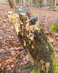 Beaver gnawing marks on tree stump in forest, showing wildlife activity