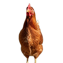 Fototapeta premium Brown chicken standing facing forward detailed feathers close up portrait on transparent background