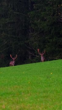 Majestic deer roaming in a lush green meadow near a forest