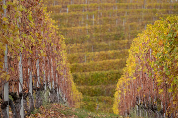 Vineyards photographed in autumn with leaves changing colour, photographed in the hills of Barbaresco, in Langhe hills, in the Piedmont area of northern Italy.
