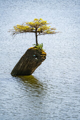 Bonsai im See