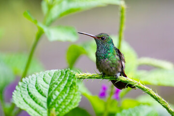 Bunter Kolibri © active exploration