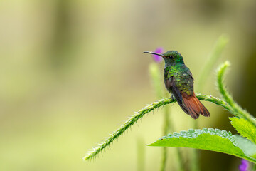 Magischer Kolibri © active exploration