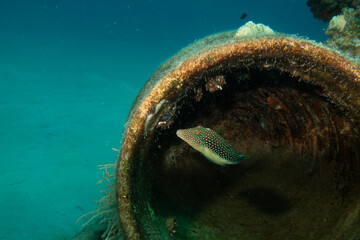 A small beautiful fish in a pipe underwater. Picture of a red sea toby, Canthigaster margaritata. Photo from Hurghada, Egypt
