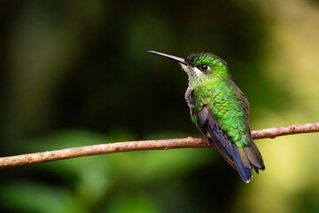 Kolibri © active exploration