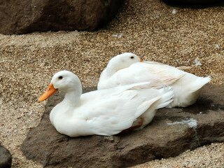 white pekin duck. farm animal symbol.