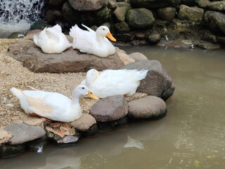 flock of white duck in the edge of river.