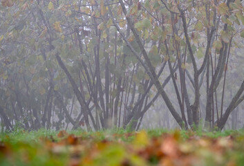 Hazelnut trees growing on a farm in Cortemilia, in the Piedmont region of northern Italy....