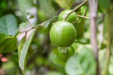 A ripe Eureka lemon on a tree.