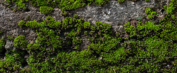 Green moss on cracked concrete floor