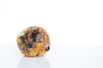 Guava fruit with mold and bacteria, mould is one of the structures that certain fungi can form, formation of spores containing fungal secondary metabolites, decaying rotten Guava and discolored