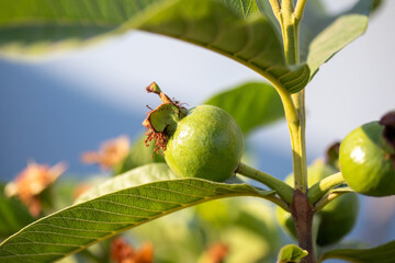 small guava tree with raw fruit