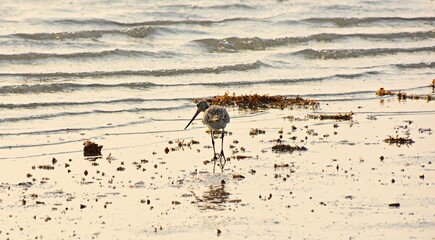 birds on the beach