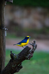Euphonia laniirostris