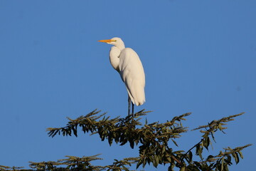 Amazing colorful beautiful bird from  Pantanal, the brazilian rain forest