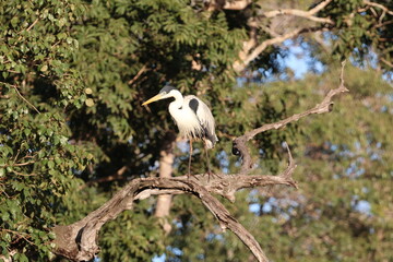 Amazing colorful beautiful bird from  Pantanal, the brazilian rain forest