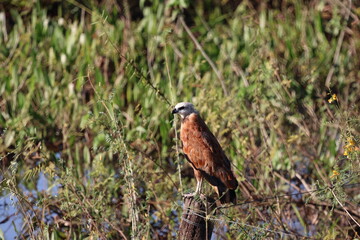 Amazing colorful beautiful bird from  Pantanal, the brazilian rain forest