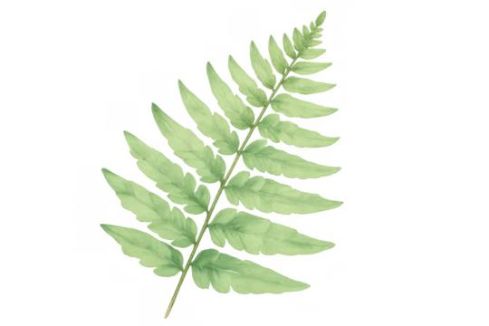 Green fern frond watercolor illustration with papery texture. Botanical leaf on transparent background for design