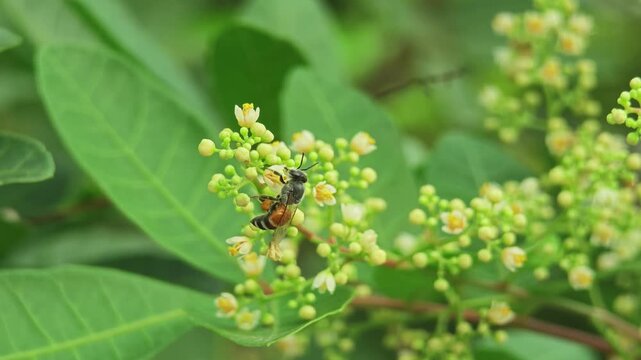 Neem flowers and butterflies