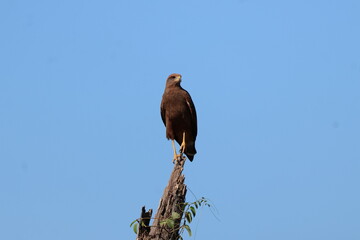 Amazing colorful beautiful bird from  Pantanal, the brazilian rain forest
