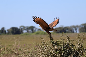 Amazing colorful beautiful bird from  Pantanal, the brazilian rain forest