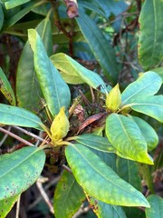 Close-up of a leafy green rhododendron bush with glossy, textured foliage and fresh buds, capturing natural growth, plant vitality, and lush garden scenery in soft outdoor light for botanical themes.