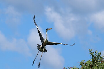 Obraz premium Amazing colorful beautiful bird from Pantanal, the brazilian rain forest